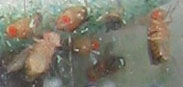 fruit flies