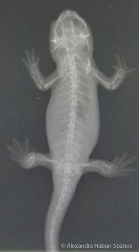 Taricha X-ray showing rock in digestive tract
