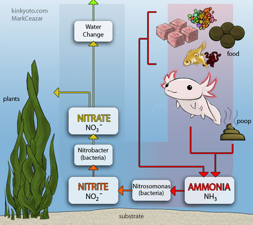 nitrogen cycle steps axolotl