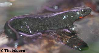 Chinese firebelly newt