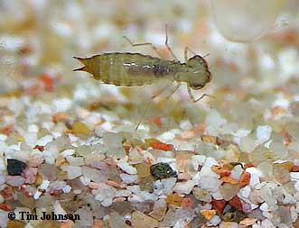 dragonfly larva