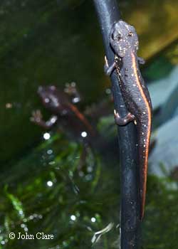 climbing newt