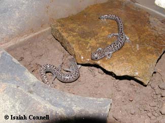 Ambystoma cingulatum