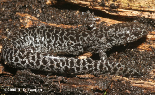 Ambystoma cingulatum