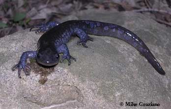 Ambystoma jeffersonianum