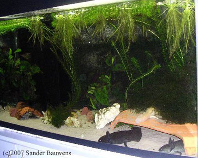 axolotl tank