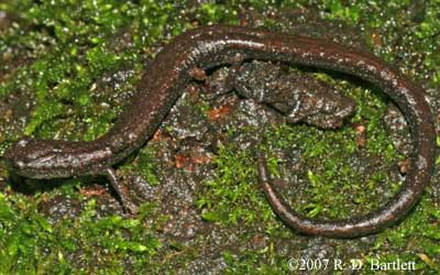 Caudata Culture Species Entry Batrachoseps kawia