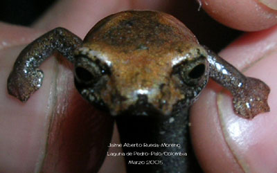 Bolitoglossa capitana