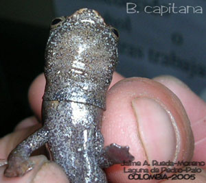 Bolitoglossa capitana