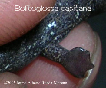 Bolitoglossa capitana