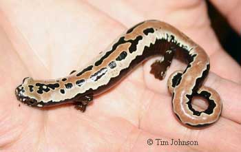 Bolitoglossa mexicana