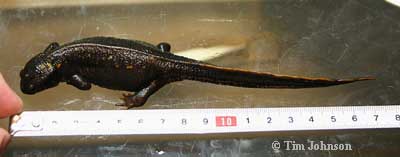 C. ensicauda popei