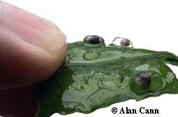 Chinese firebelly eggs