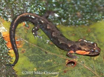 Desmognathus imitator