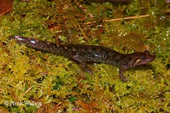 Desmognathus monticola
