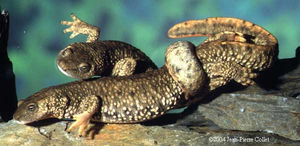 Calotriton asper