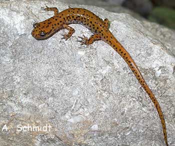 Eurycea lucifuga