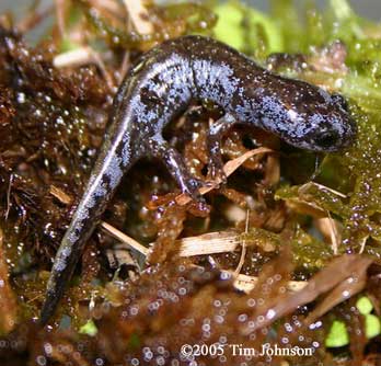 Caudata Culture Species Entry Hynobius nebulosus