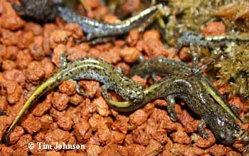 Caudata Culture Species Entry Hynobius nebulosus
