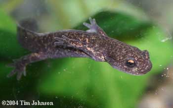 Hynobius retardatus