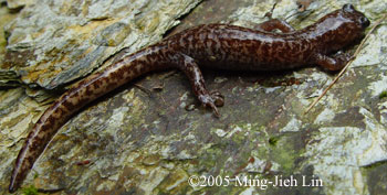 Hynobius sonani