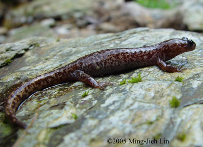 Hynobius sonani
