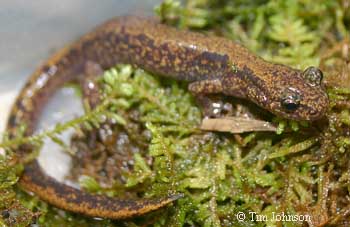 Onychodactylus japonicus