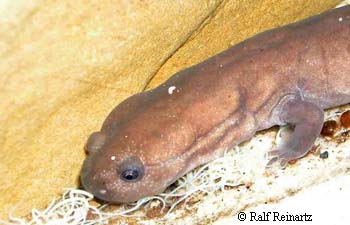 Pachyhynobius shangchengensis