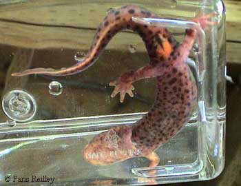 Pachytriton