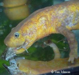 Pachytriton