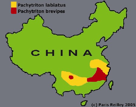 Pachytriton range map