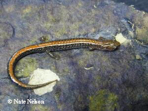 P. serratus