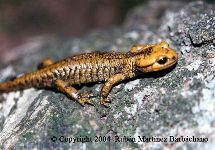 Salamandre noire (Salamandra atra) - Monde Animal