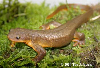 Taricha granulosa