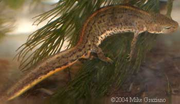 Lissotriton boscai