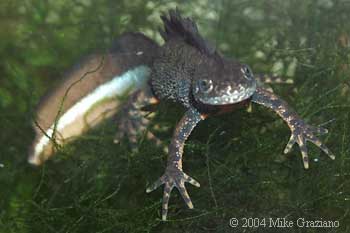 T. cristatus
