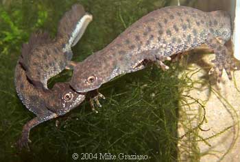 T. cristatus