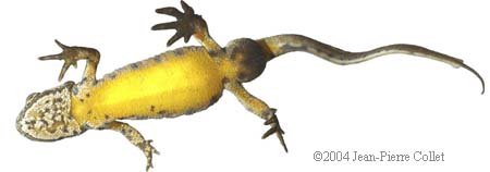 Lissotriton montandoni