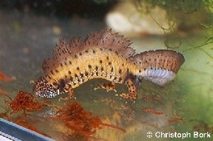 T. dobrogicus