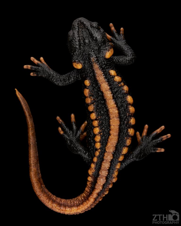 Salamander Photo of the Month