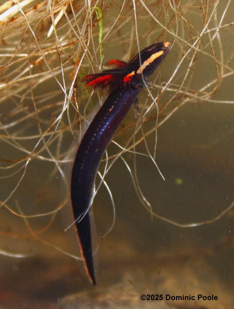 Salamander Featured Photo