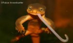 taricha_M_Wurm1_c.JPG