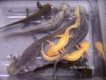 Alle Axolotl.JPG