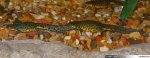 pair_Notophthalmus_meridionalis_DSC_1046.jpg