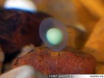 egg_Notophthalmus_meridionalis_DSC_1063.jpg