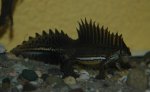 O. ophryticus 2007 1,0.JPG