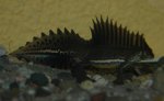 T.v.o. male 05-2007.JPG