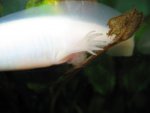 axolotls 007.jpg