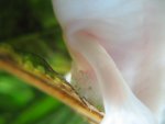 axolotls 011.jpg
