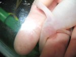 axolotls 015.jpg